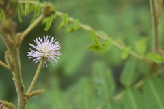 Mimosa pigra image