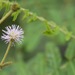 Mimosa pellita - Photo (c) Riley Fortier,  זכויות יוצרים חלקיות (CC BY-NC), הועלה על ידי Riley Fortier