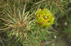 Cylindropuntia davisii