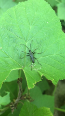 Stenocorus