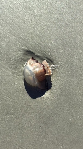 photo of Cannonball Jelly (Stomolophus meleagris)