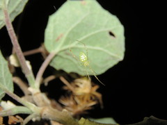 Spintharus
