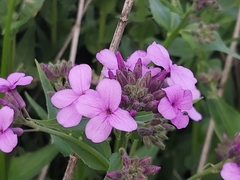 Hesperis matronalis