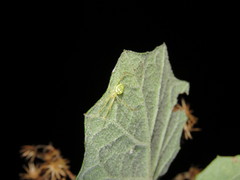 Spintharus