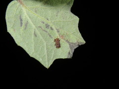 Octotoma marginicollis