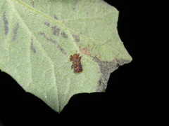 Octotoma marginicollis