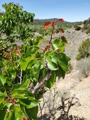 Prunus armeniaca