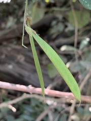 Argyrolobium tomentosum