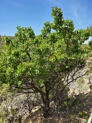 Prunus armeniaca