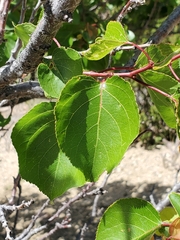 Prunus armeniaca