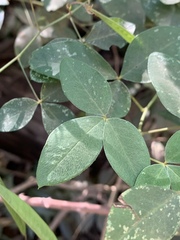 Argyrolobium tomentosum