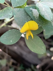 Argyrolobium tomentosum