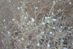 Salsola cyclophylla
