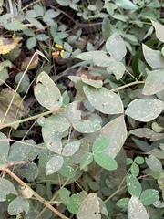 Argyrolobium tomentosum