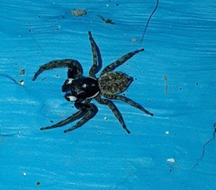 Menemerus semilimbatus