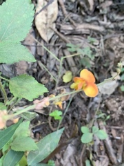 Argyrolobium tomentosum
