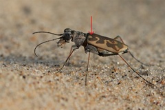 Ellipsoptera macra