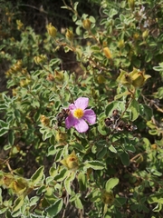 Cistus creticus eriocephalus