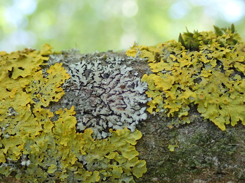 Mealy Shadow Lichen