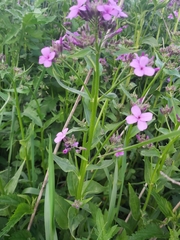 Hesperis matronalis