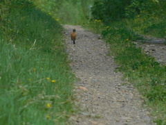 Turdus migratorius image