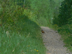Turdus migratorius image