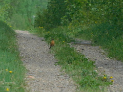 Turdus migratorius image