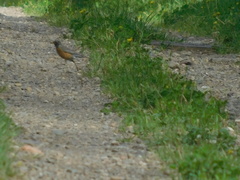 Turdus migratorius image