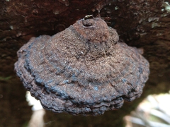 Phellinus chrysoloma