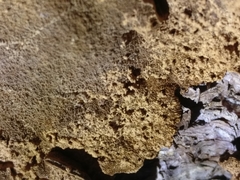 Phellinus chrysoloma