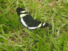Heliconius cydno cydnides