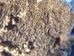 Phellinus chrysoloma