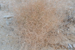 Gypsophila capillaris