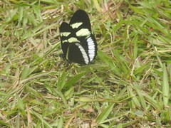 Heliconius cydno cydnides