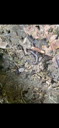 photo of Millipedes (Diplopoda)