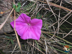 Ipomoea elongata