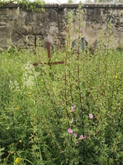 Ononis spinosa spinosa