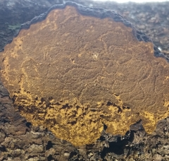 Phellinus chrysoloma