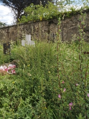 Ononis spinosa spinosa