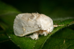 Naroma varipes