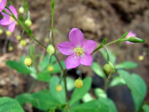 Talinum fruticosum image