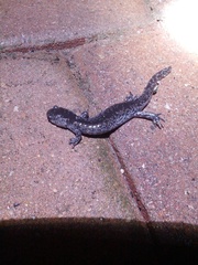 Ambystoma barbouri