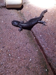 Ambystoma barbouri