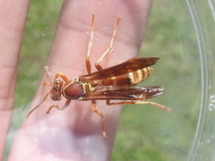 Polistes apachus texanus