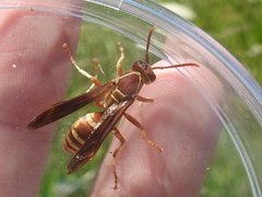 Polistes apachus texanus