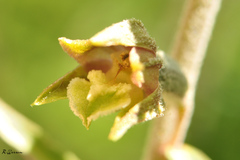 Epipactis microphylla