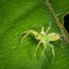 Asemoneinae