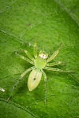 Asemoneinae