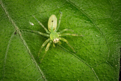 Asemoneinae