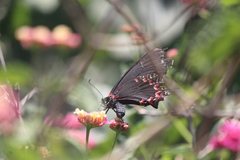 Mimoides thymbraeus aconophos